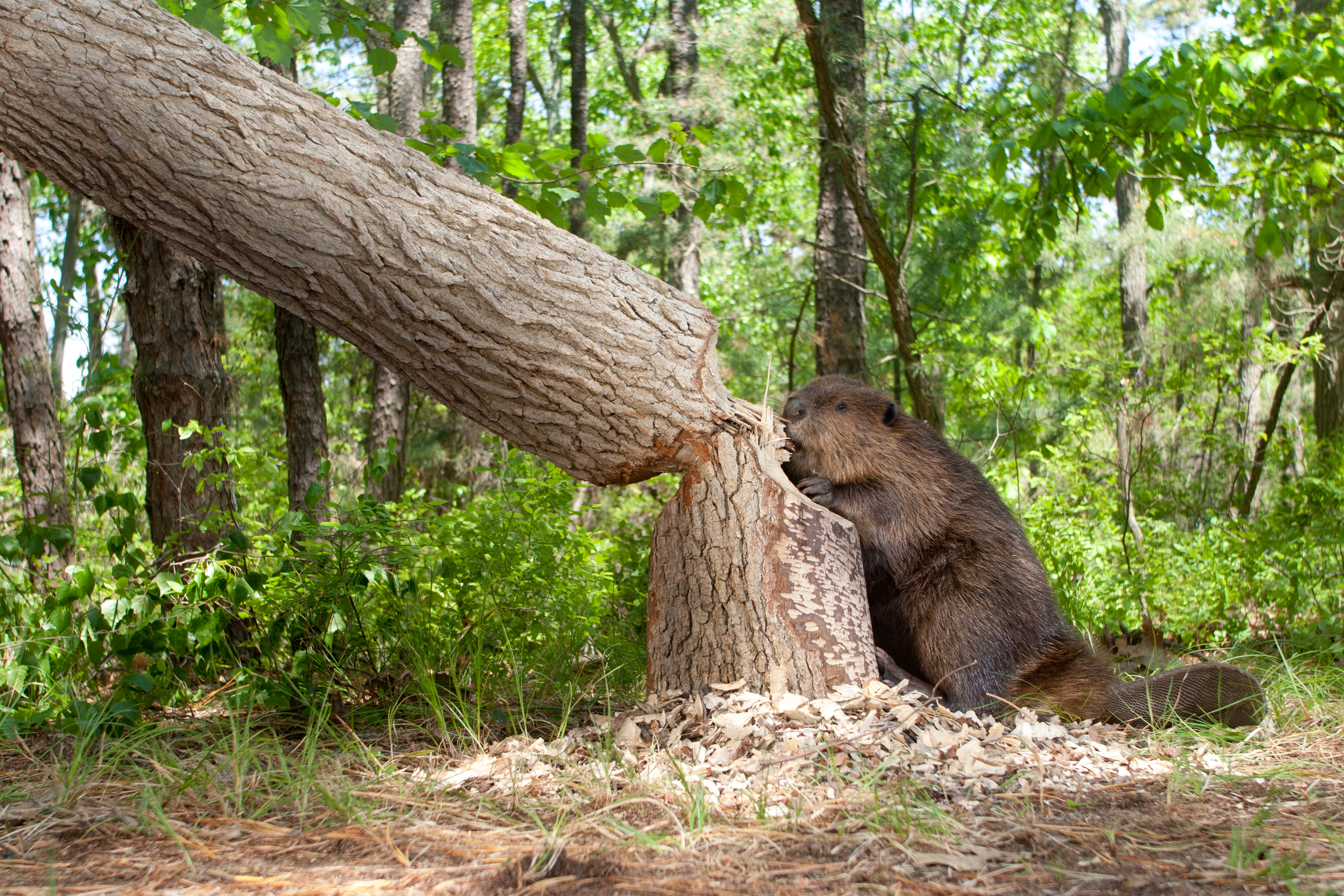 castor grignotant un tronc