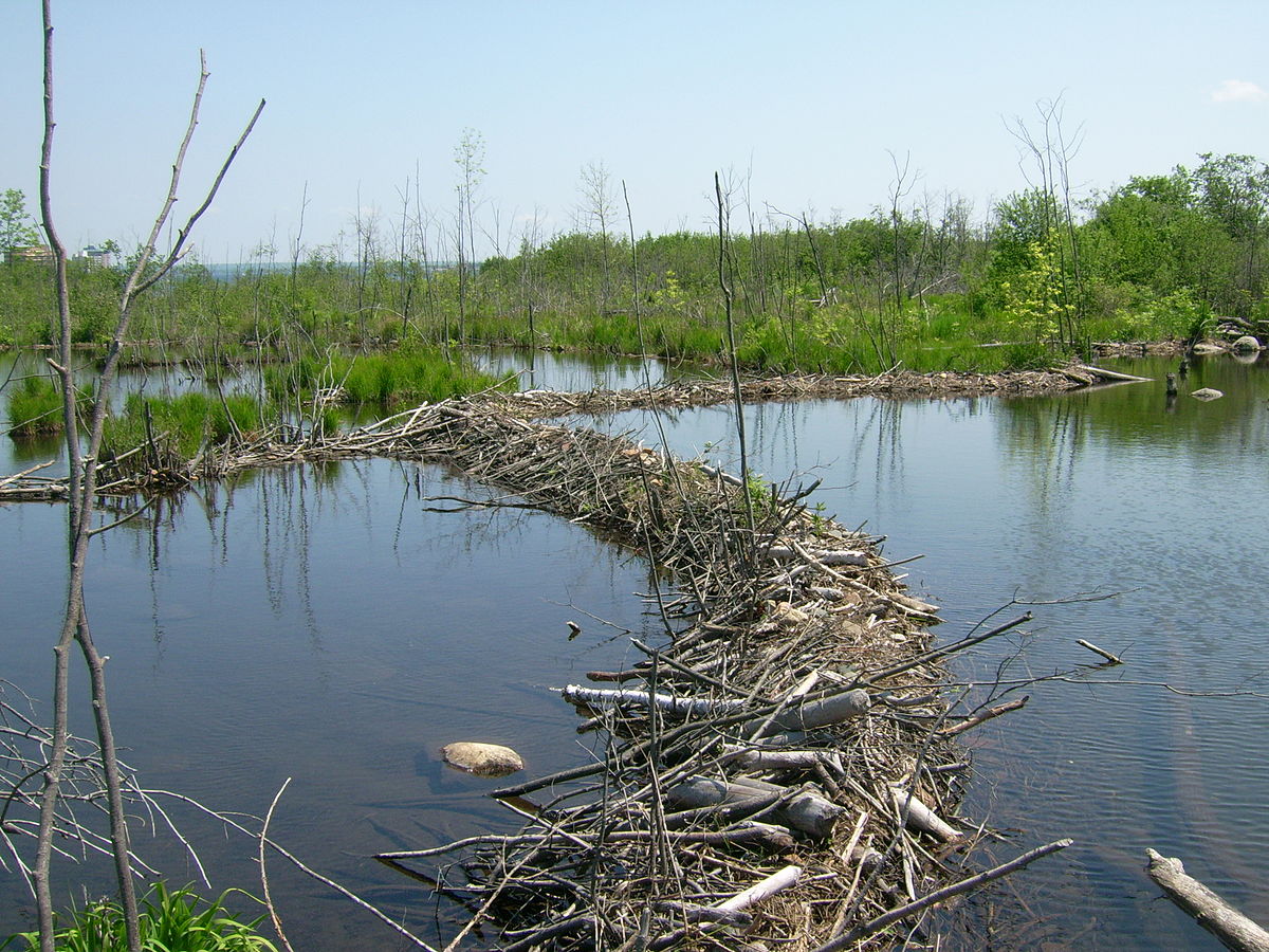 barrage de castor
